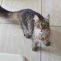 85633 - MARKIZA