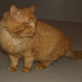 1249 T-5/ Jõelähtme vald/ Garfield