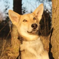 60485 - PLUTO