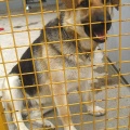 13949/ Tommi