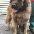 14588/ Herman