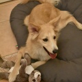 54341 - MAI (BAILEY)