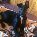 33514 - ROCCO