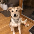 66523 - RUFO (RUDI)