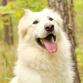 91185 - FRED