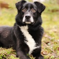 84729 - BALTO