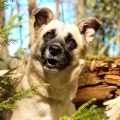 85249 - BERTA