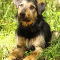 80384 - BRAX
