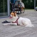 55227 - JESSIE (LOTTE)
