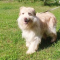 68370 - NIKOL