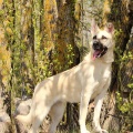85692 - JUNONA