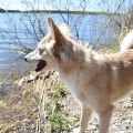 54341 - MAI (BAILEY)