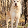 74424 - AZAR
