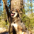 60729 - ALJA