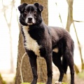 84729 - BALTO