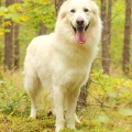 91185 - FRED