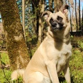 85249 - BERTA