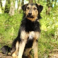 80384 - BRAX