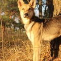 60485 - PLUTO