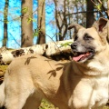 85249 - BERTA