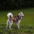 61308 - NALLE