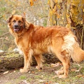 82505 - KORA