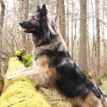 51763 - RONJA (JESSY)