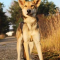 60485 - PLUTO