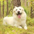 91185 - FRED