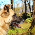 85249 - BERTA