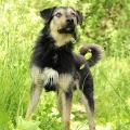 80384 - BRAX