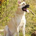 85692 - JUNONA