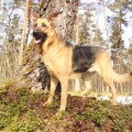 26920 - Vasalemma vald/ DANA