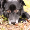 84729 - BALTO