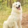 91185 - FRED