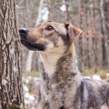 60481 - RIKKI
