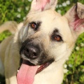 85692 - JUNONA
