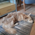 54341 - MAI (BAILEY)