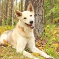 61649 - DOLCE