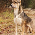 64315 - SHANA