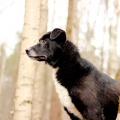 84729 - BALTO