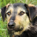80384 - BRAX