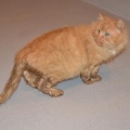 799 T-5/ Loo/ Garfield