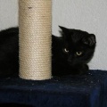 Blacky