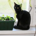 Blacky