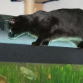 Blacky