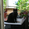 Blacky