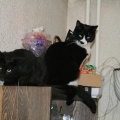 Blacky