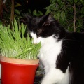 Kiska ( Mängupoiss )