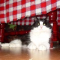 Kiska ( Mängupoiss )